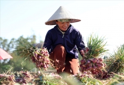 Quảng Ngãi nâng tầm OCOP từ giá trị văn hóa bản địa