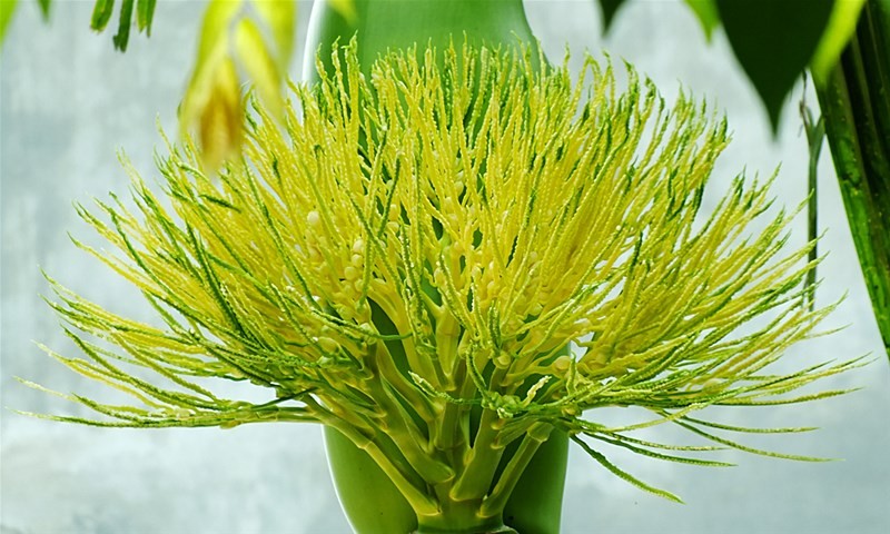 Hương cau Hương cau