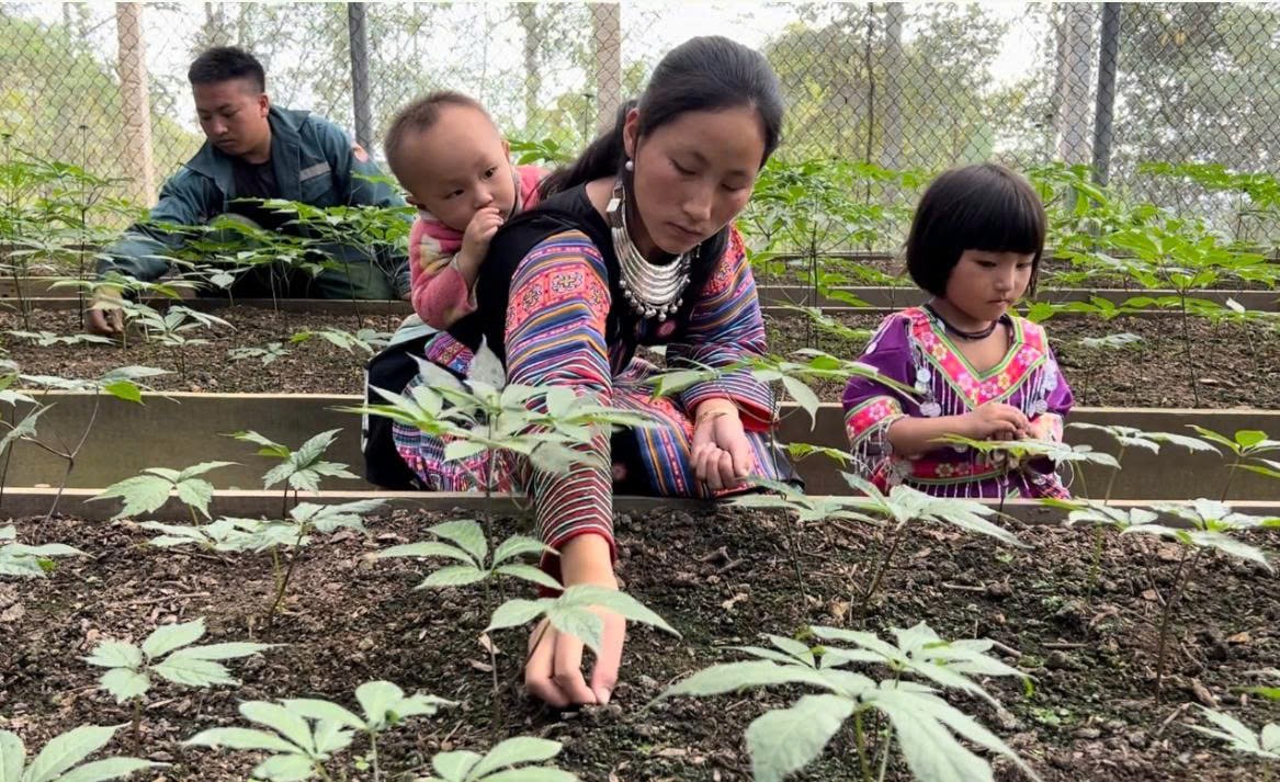 Cây sâm Ngọc Linh được Công ty TNHH một thành viên Đầu tư xây dựng Thành Long đưa về trồng giúp người dân Sơn La nâng cao thu nhập. (Ảnh CHÍ LONG)