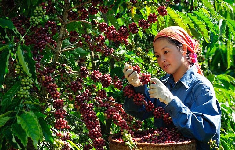 Thị trường nông sản 26/5: Cà phê đảo chiều đi xuống, hồ tiêu “bay” 3.000 đồng/kg Thị trường nông sản 26/5: Cà phê đảo chiều đi xuống, hồ tiêu “bay” 3.000 đồng/kg