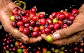 Thị trường nông sản 26/5: Cà phê đảo chiều đi xuống, hồ tiêu “bay” 3.000 đồng/kg Thị trường nông sản 26/5: Cà phê đảo chiều đi xuống, hồ tiêu “bay” 3.000 đồng/kg