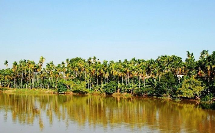 Làng cau Cao Nhân Đặc trưng của làng quê Việt