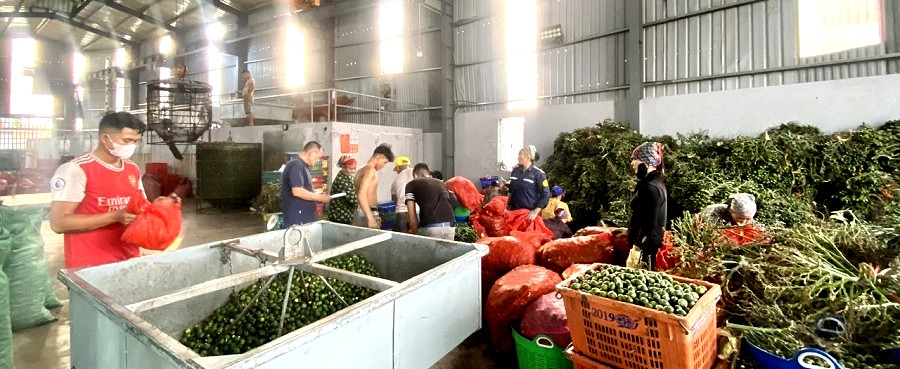Làng cau Cao Nhân Đặc trưng của làng quê Việt