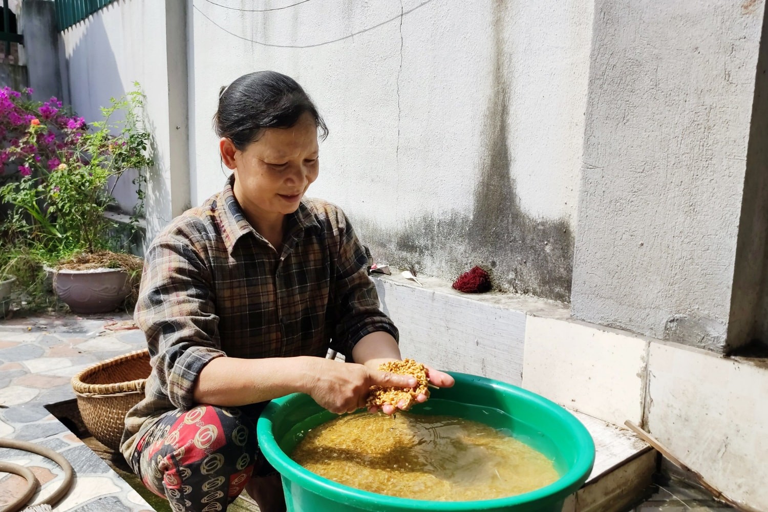 Hương cốm nếp làng Thạc
