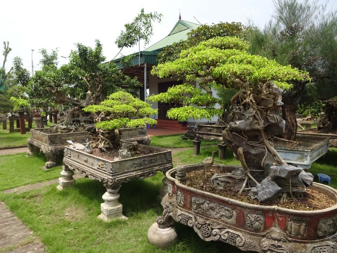 Những cây cảnh được uốn, tỉa công phu