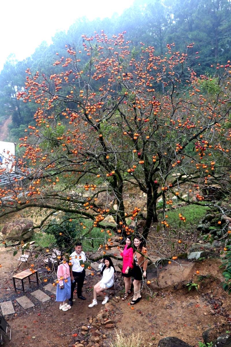 Đảo chè ở xã Thanh An và Thanh Thịnh tỉnh Nghệ An