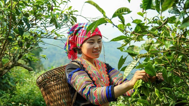 Chè Shan tuyết Hồng Thái đạt chuẩn OCOP 5 sao quốc gia