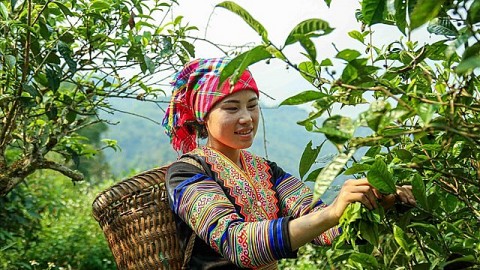 che shan tuyet hong thai dat chuan ocop 5 sao quoc gia