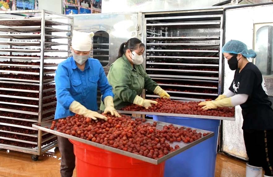 HTX Nông nghiệp Quyết Thanh Mộc Châu chế biến sản phẩm “mận sấy dẻo” HTX Nông nghiệp Quyết Thanh Mộc Châu chế biến sản phẩm “mận sấy dẻo”