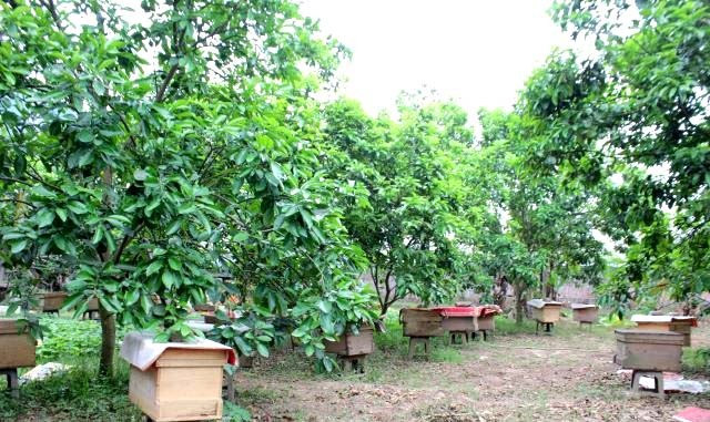 Vườn nuôi ong của thành viên HTX ong Tuấn Minh ở xã Đan Phượng, Thành phố Hà Nội Vườn nuôi ong của thành viên HTX ong Tuấn Minh ở xã Đan Phượng, Thành phố Hà Nội