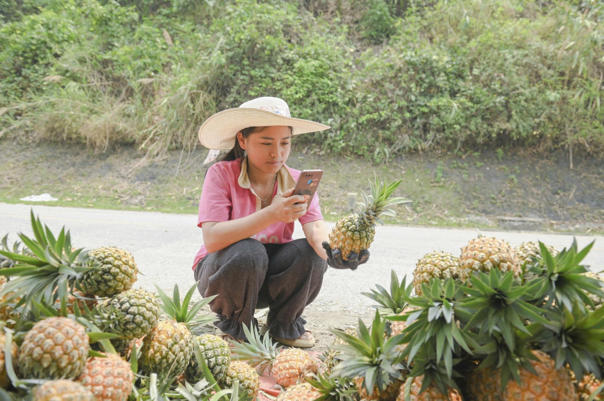 Mùa “dứa nữ hoàng” ở Na Sang (Điện Biên)