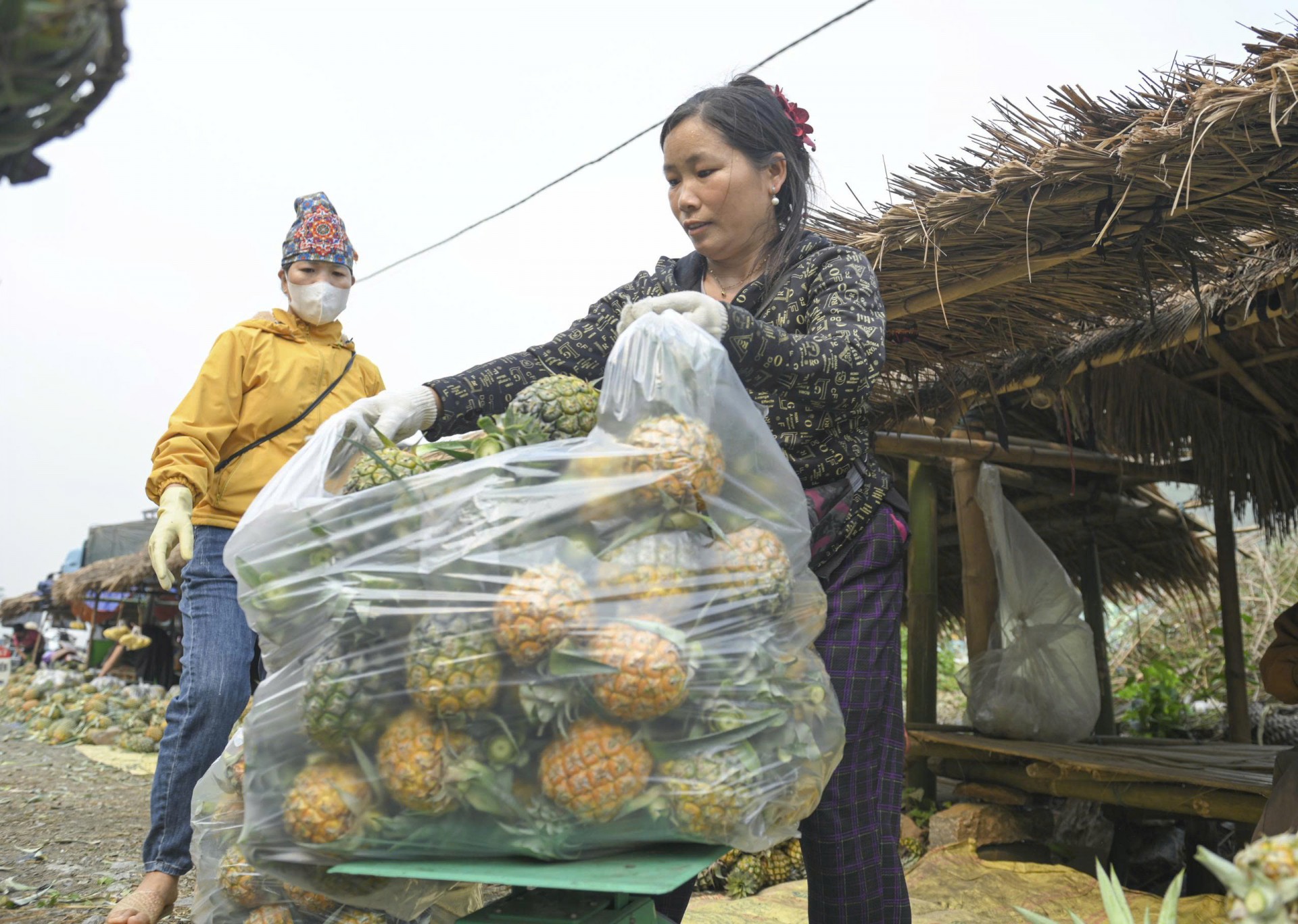 Mùa “dứa nữ hoàng” ở Na Sang (Điện Biên)