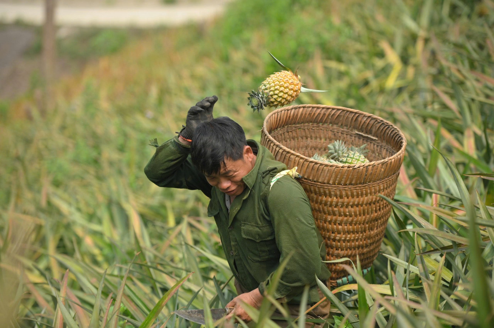 Mùa “dứa nữ hoàng” ở Na Sang (Điện Biên)