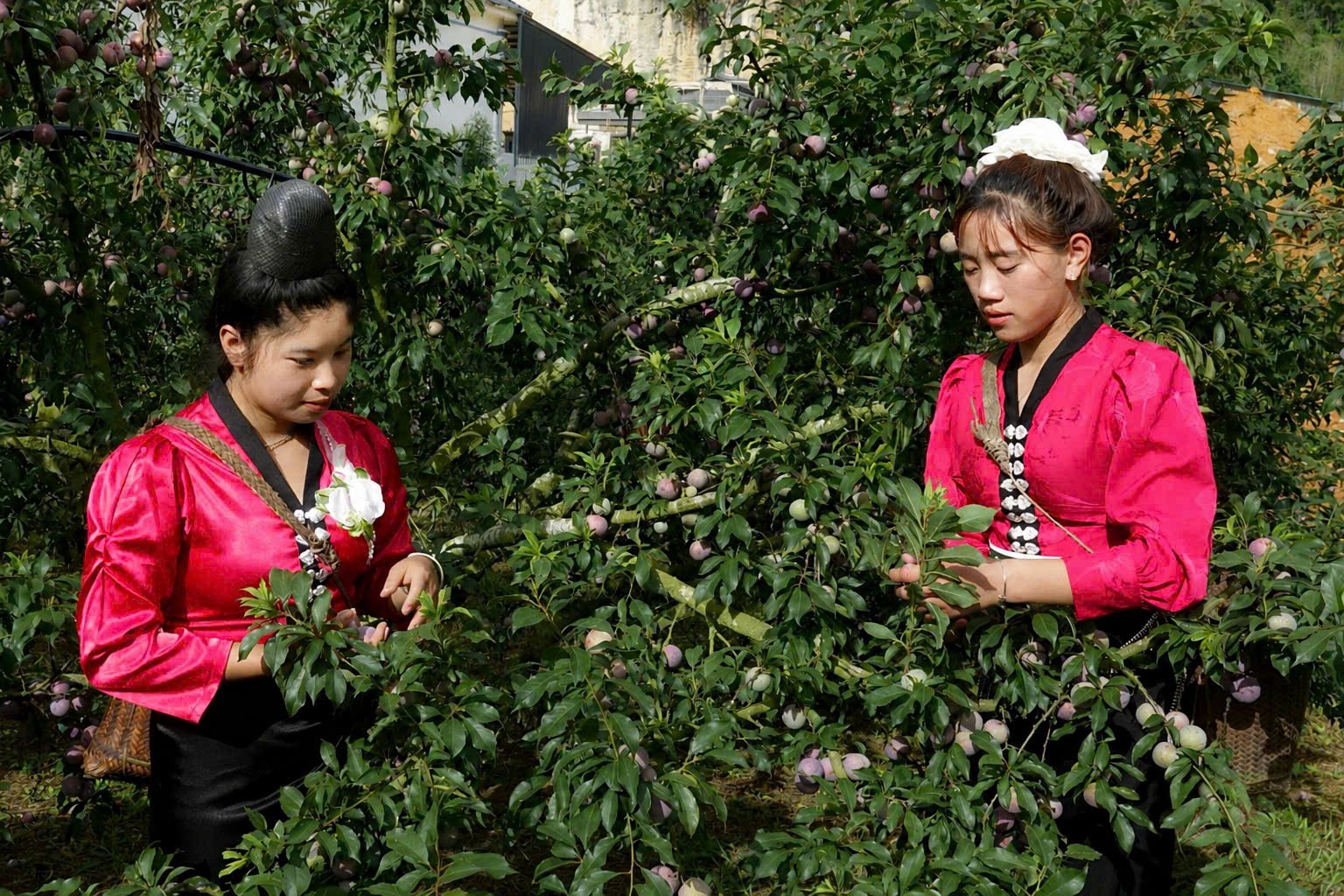 Mận hậu Sơn La “lên mây”, mở rộng đường tiêu thụ
