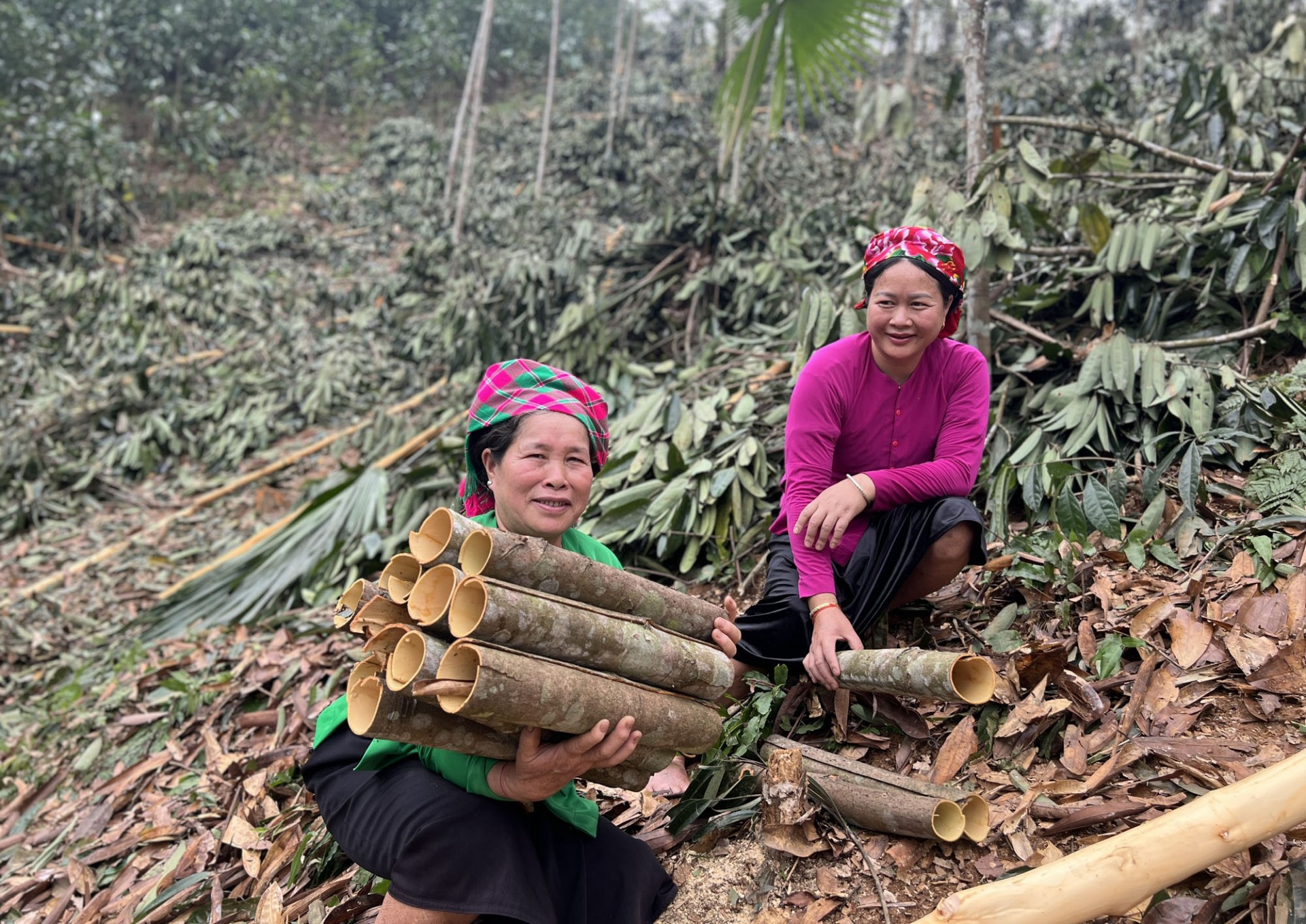 Cây quế tạo sinh kế cho nông dân Nghĩa Đô Cây quế tạo sinh kế cho nông dân Nghĩa Đô