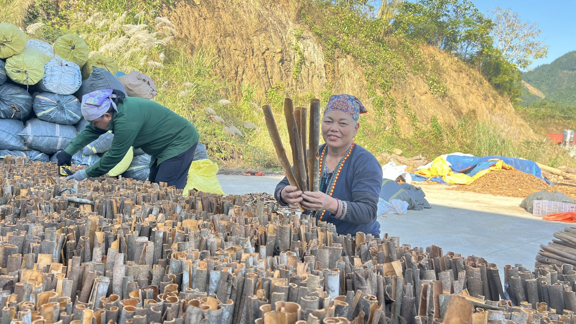 Cây quế tạo sinh kế cho nông dân Nghĩa Đô Cây quế tạo sinh kế cho nông dân Nghĩa Đô