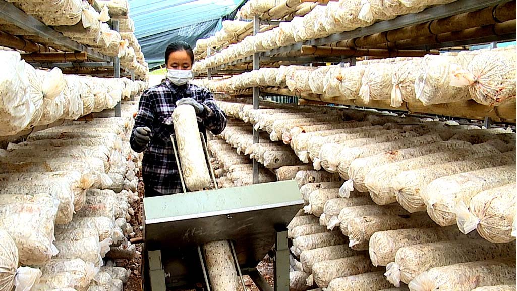 Tận dụng phụ phẩm nông nghiệp, Hợp tác xã Yên Công đầu tư nhà xưởng duy trì  nghề trồng nấm hương, đưa sản phẩm đạt tiêu chuẩn OCOP.