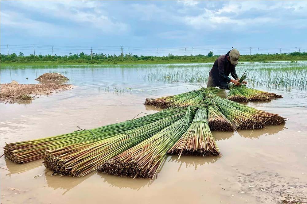 Cỏ bàng Phú Mỹ vươn tầm quốc gia