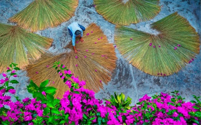 Cỏ bàng Phú Mỹ vươn tầm quốc gia