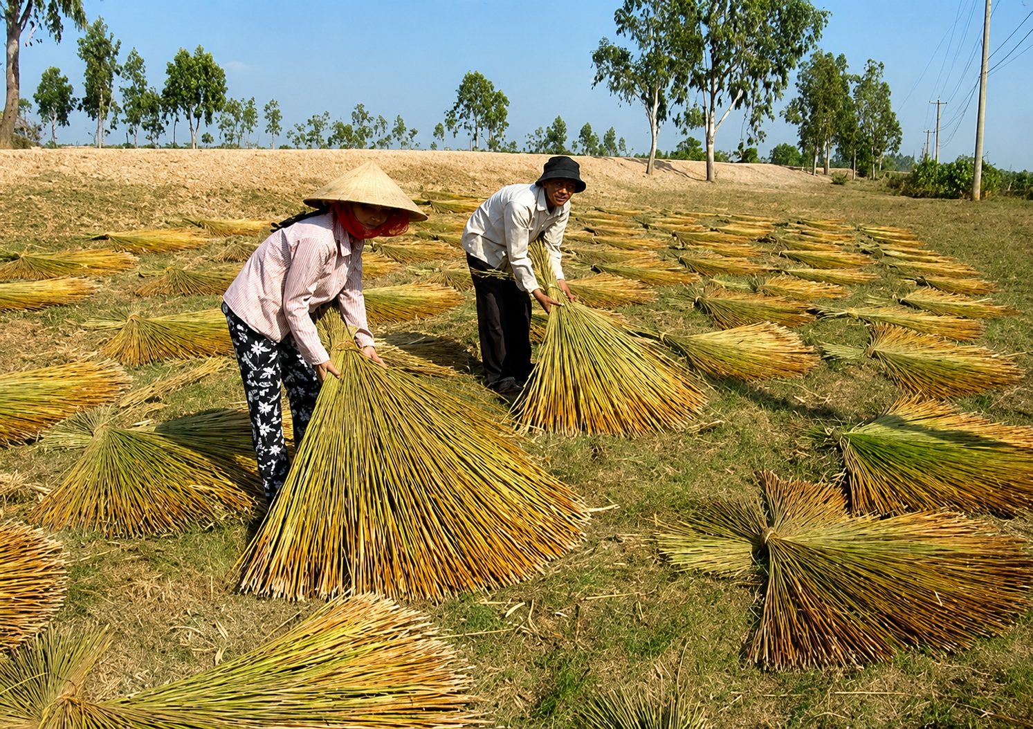 Cỏ bàng Phú Mỹ vươn tầm quốc gia