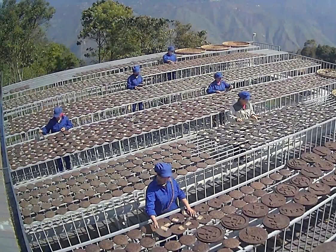 Chè Shan tuyết cổ thụ: Nếm vị gió và mây của “vàng xanh” trên đỉnh núi Chè Shan tuyết cổ thụ: Nếm vị gió và mây của “vàng xanh” trên đỉnh núi