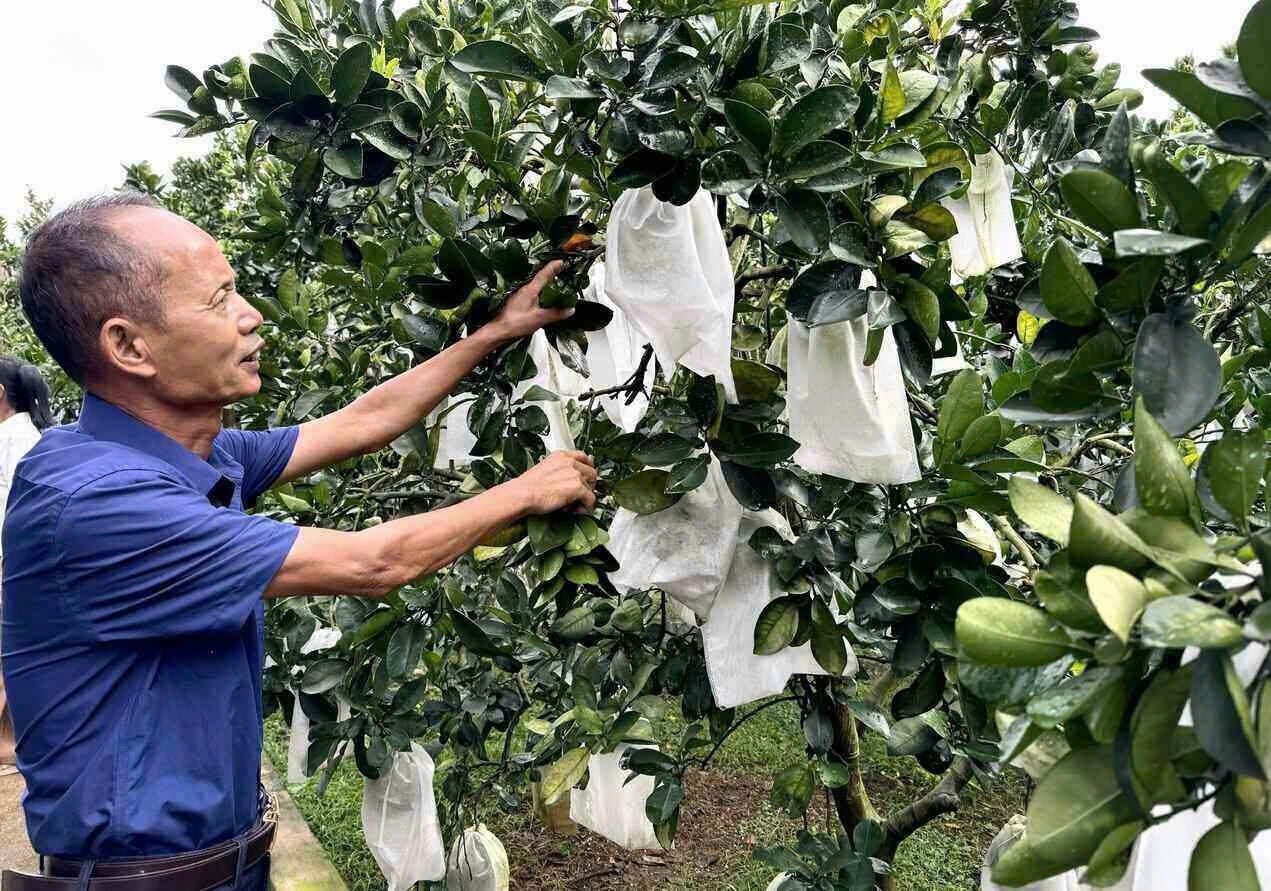 Một vùng bưởi đổi đời: Đại Đồng bước vào sân chơi toàn cầu Một vùng bưởi đổi đời: Đại Đồng bước vào sân chơi toàn cầu