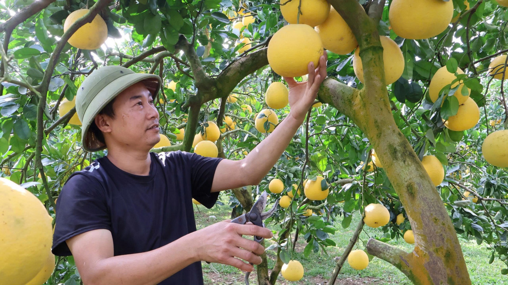 Một vùng bưởi đổi đời: Đại Đồng bước vào sân chơi toàn cầu Một vùng bưởi đổi đời: Đại Đồng bước vào sân chơi toàn cầu