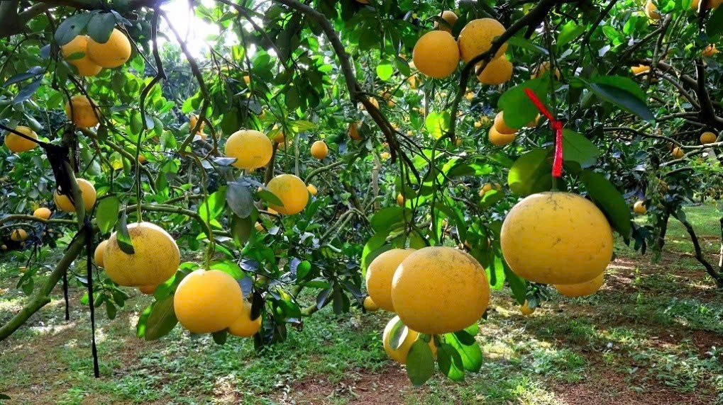Một vùng bưởi đổi đời: Đại Đồng bước vào sân chơi toàn cầu Một vùng bưởi đổi đời: Đại Đồng bước vào sân chơi toàn cầu