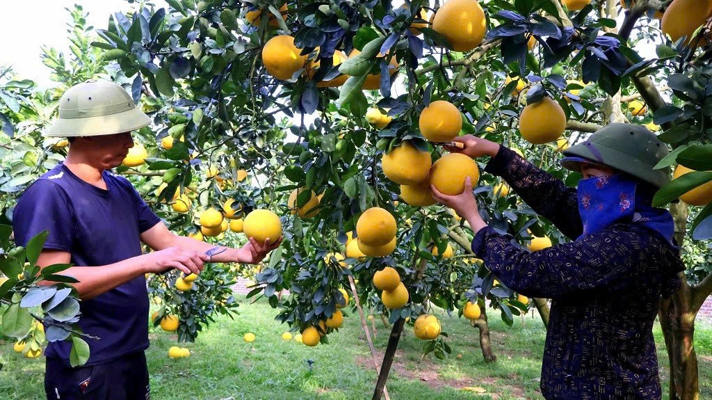 Một vùng bưởi đổi đời: Đại Đồng bước vào sân chơi toàn cầu Một vùng bưởi đổi đời: Đại Đồng bước vào sân chơi toàn cầu