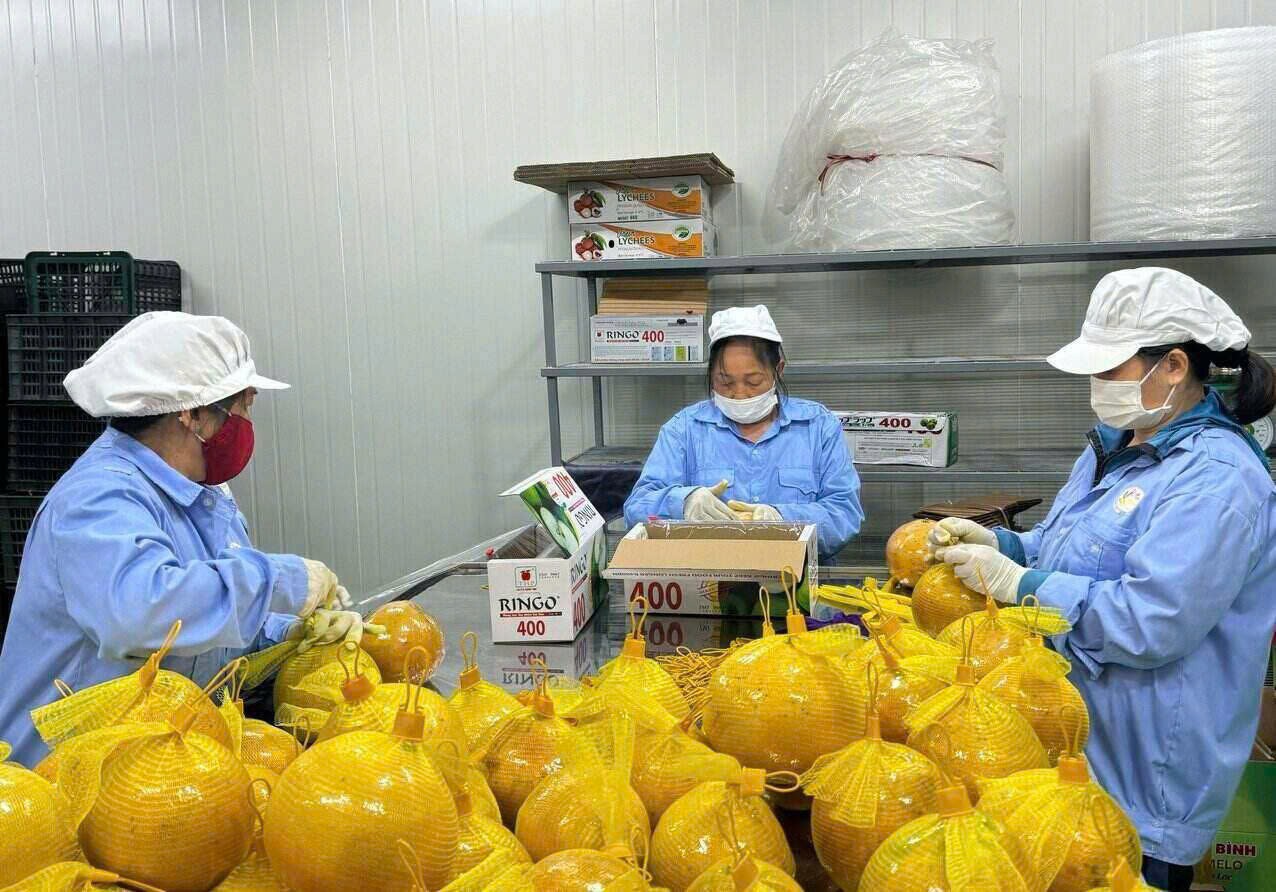 Một vùng bưởi đổi đời: Đại Đồng bước vào sân chơi toàn cầu Một vùng bưởi đổi đời: Đại Đồng bước vào sân chơi toàn cầu