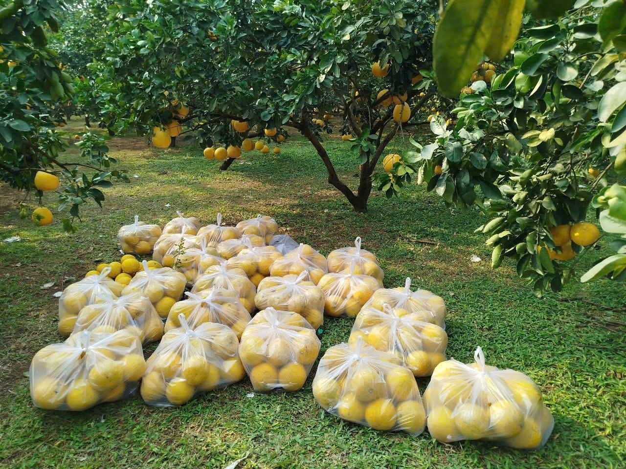 Một vùng bưởi đổi đời: Đại Đồng bước vào sân chơi toàn cầu Một vùng bưởi đổi đời: Đại Đồng bước vào sân chơi toàn cầu