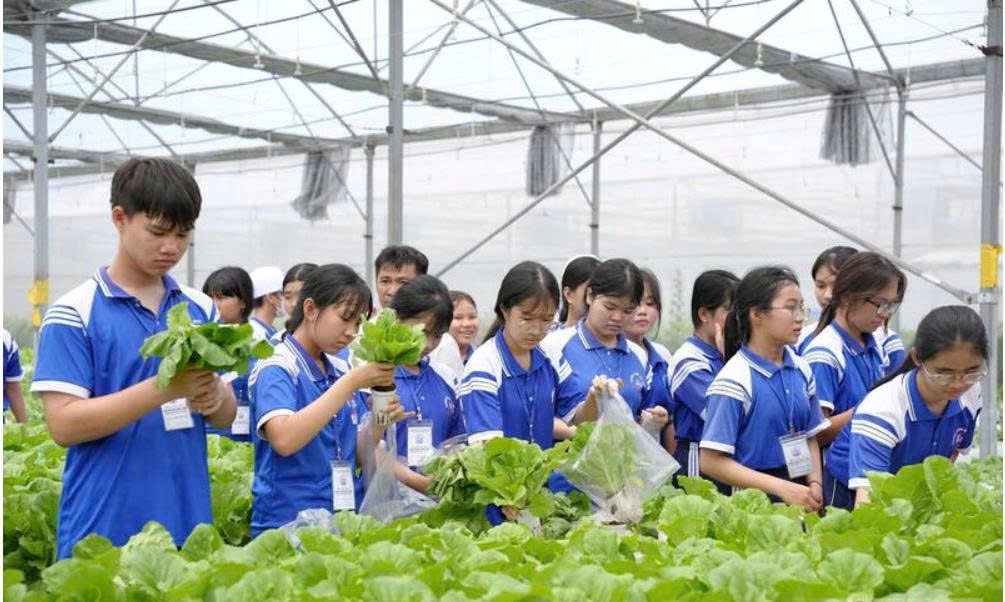 Các em học sinh trải nghiệm trồng rau công nghệ cao. Các em học sinh trải nghiệm trồng rau công nghệ cao.