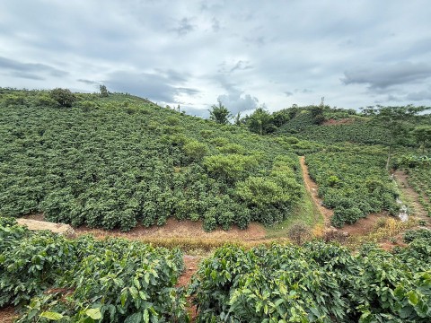 arabica son la xay thuong hieu ca phe tu chuoi gia tri xanh