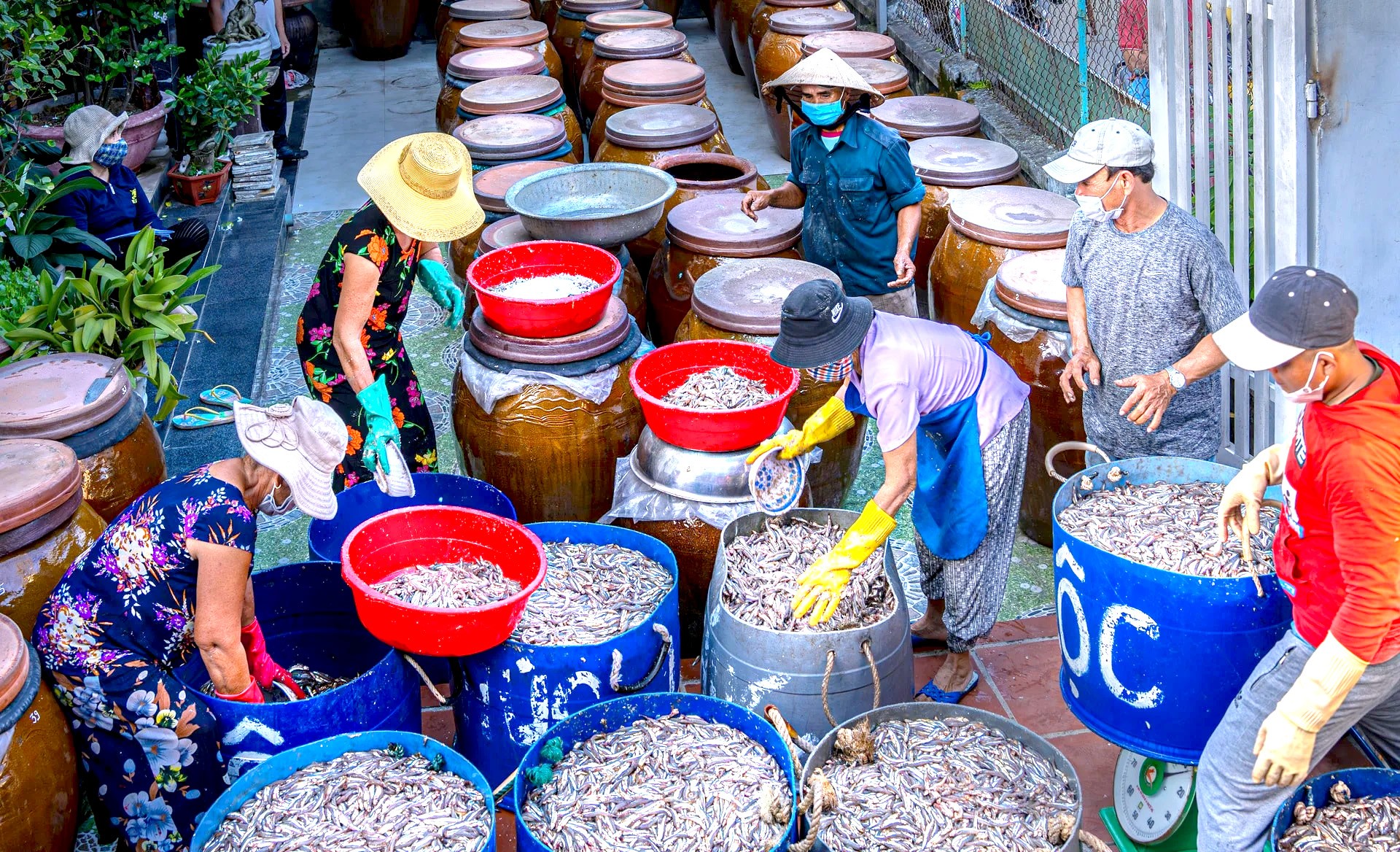 Bảo tồn nghề làm mắm giữ gìn hồn biển xứ Quảng Bảo tồn nghề làm mắm giữ gìn hồn biển xứ Quảng