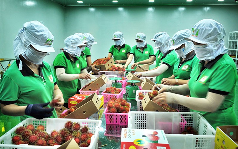 Ngành nông nghiệp nỗ lực chinh phục mốc xuất khẩu 100 tỷ USD