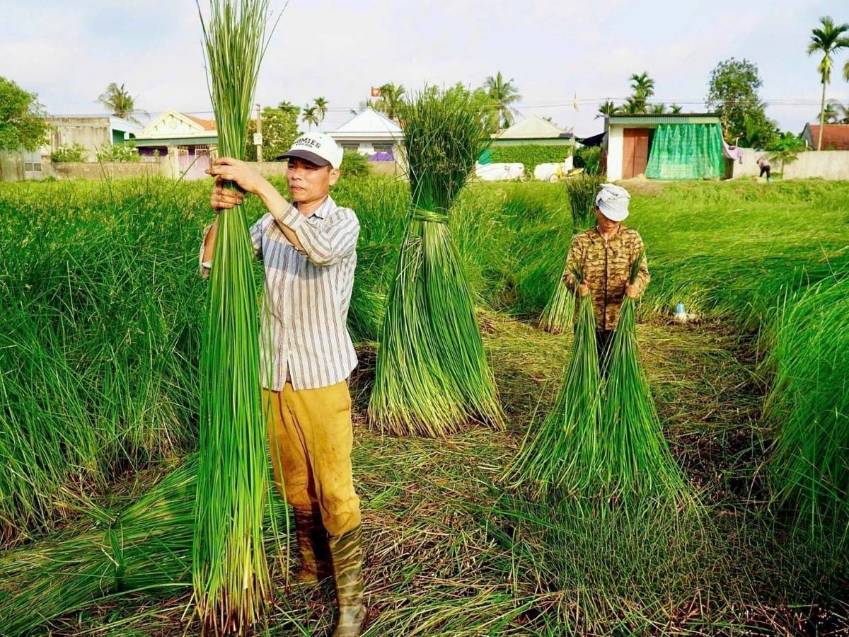 Nông dân làng nghề dệt chiếu cói Nga Sơn thu hoạch cói để làm chiếu. 
