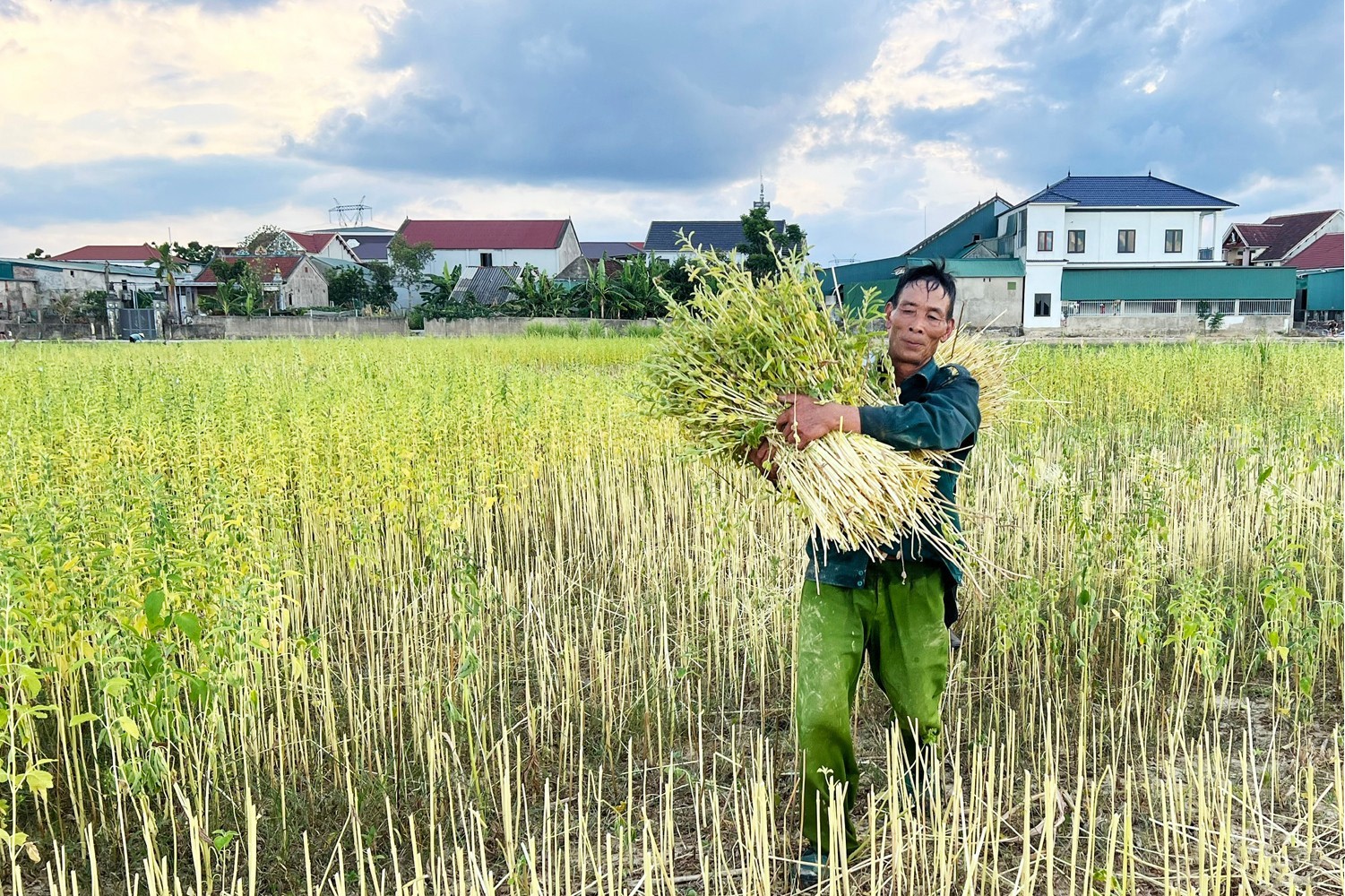 Mùa vừng ở xã Đức Quang Mùa vừng ở xã Đức Quang