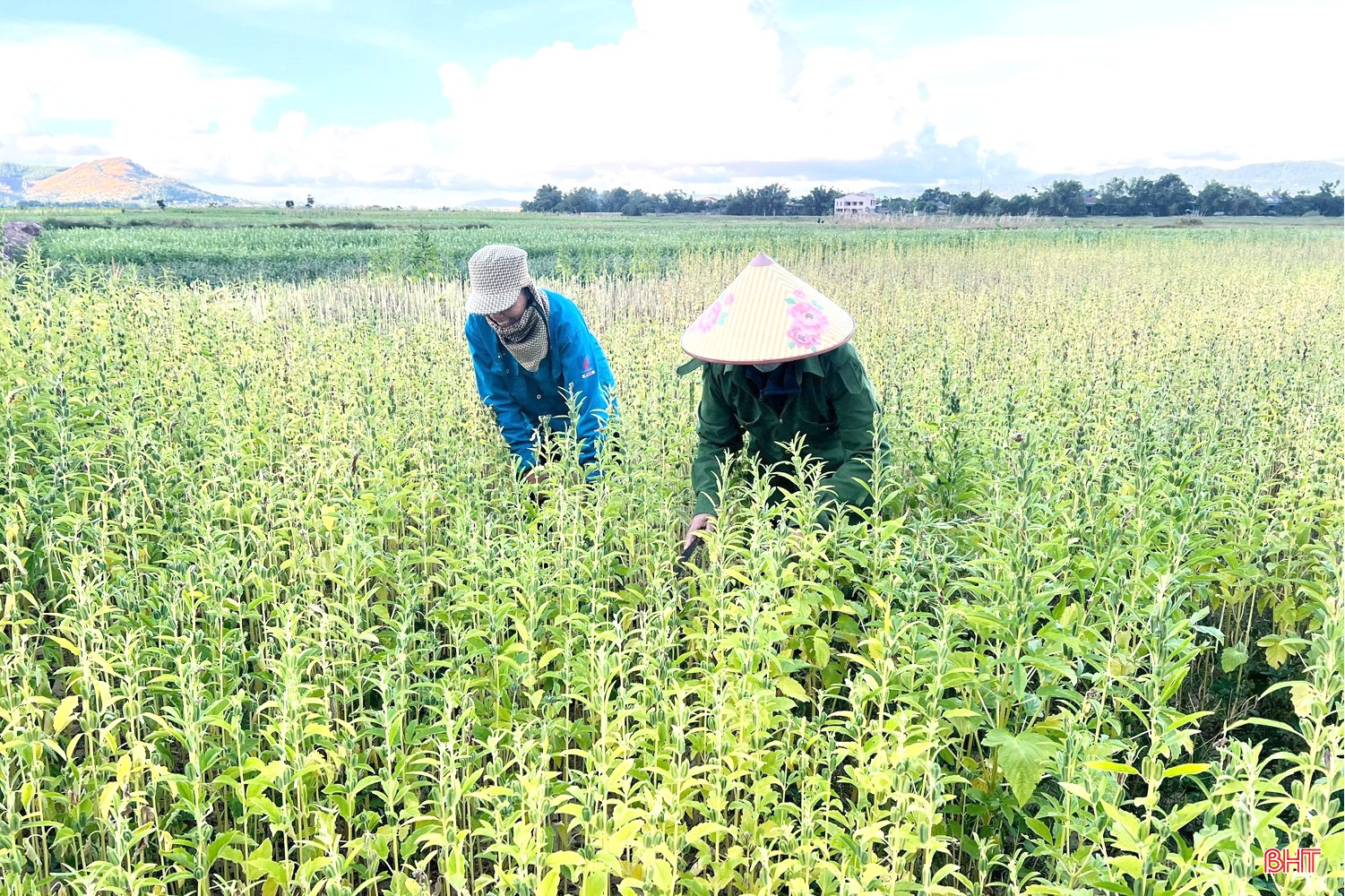 Mùa vừng ở xã Đức Quang Mùa vừng ở xã Đức Quang