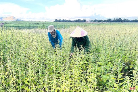mua vung o xa duc quang