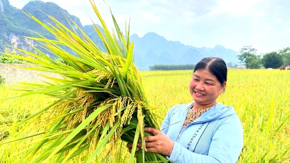 Người dân xã Yên Bình thu hoạch giống lúa lai Nhật JAPO 18 Người dân xã Yên Bình thu hoạch giống lúa lai Nhật JAPO 18