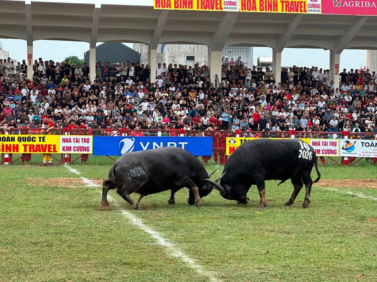 Lễ hội chọi trâu Đồ Sơn 2026: Vòng đấu loại trở lại, mở màn mùa hội truyền thống đầy kịch tính và sôi động Lễ hội chọi trâu Đồ Sơn 2026: Vòng đấu loại trở lại, mở màn mùa hội truyền thống đầy kịch tính và sôi động