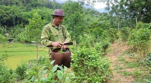 che tan ma tu thuc uong ban lang den khat vong ocop