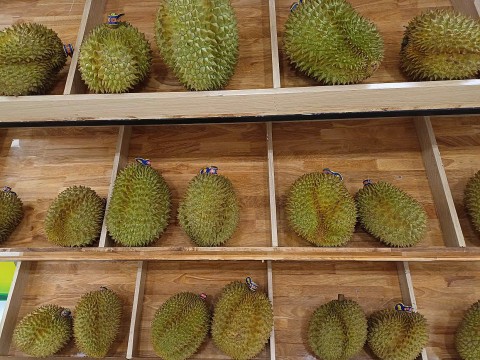 kham pha le hoi sau rieng dak lak 2026