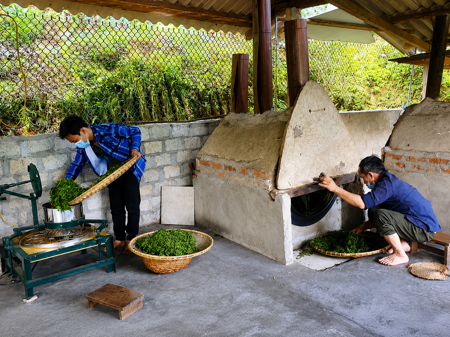 Sao chè tại HTX Trồng và chế biến chè Thanh Thủy
