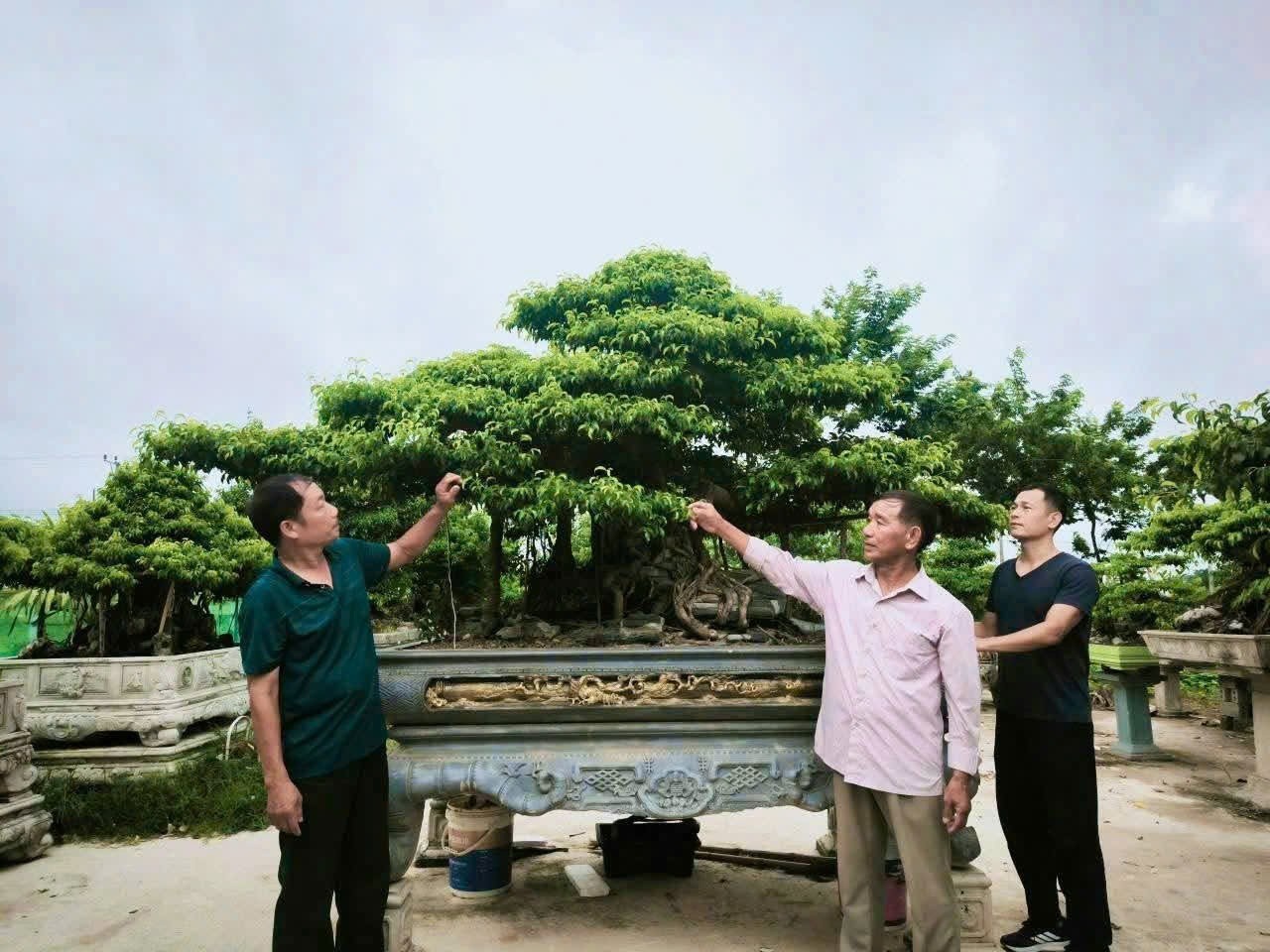 Ông Phùng Danh Hoạt trao đổi với đồng nghiệp về kỹ thuật chăm sóc SVC.