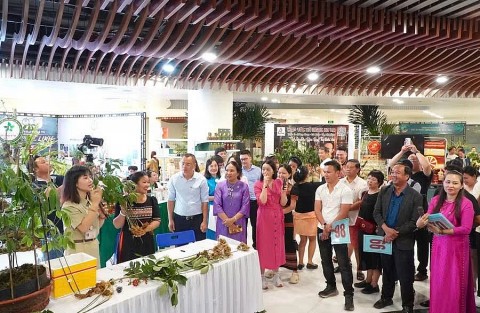 cay sam ngoc linh 35 tuoi duoc dau gia 725 trieu dong de lam tu thien