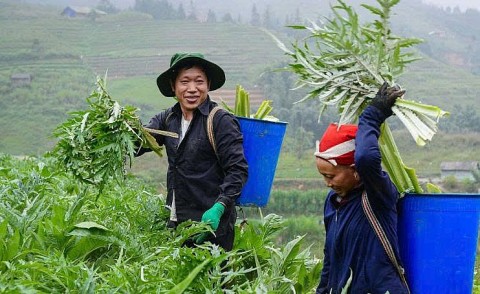 bien vang xanh thanh mui nhon ty do khat vong dinh vi lao cai tren ban do duoc lieu quoc gia