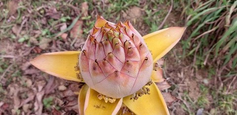 bi an cay chuoi ma va tu thuoc xanh vo gia cua nguoi mong