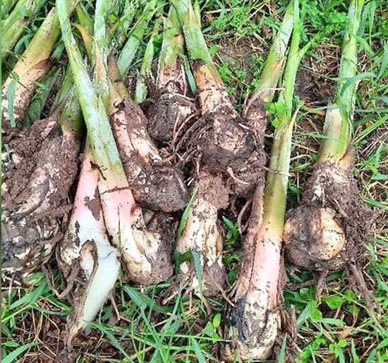 Nhớ canh củ chuối nấu suông