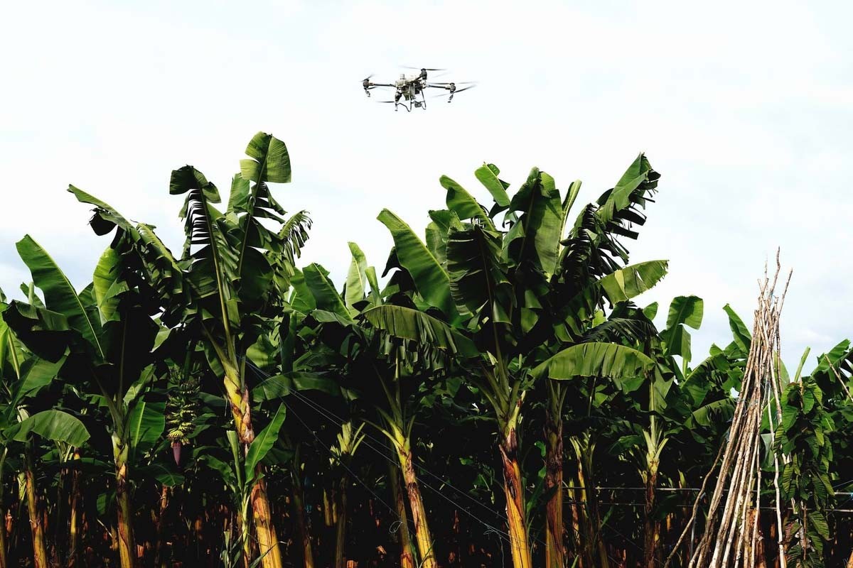 Drone được nhiều nhà vườn tại Đồng Nai đưa vào phun thuốc, bón phân nhằm giảm chi phí và nâng cao hiệu quả sản xuất Drone được nhiều nhà vườn tại Đồng Nai đưa vào phun thuốc, bón phân nhằm giảm chi phí và nâng cao hiệu quả sản xuất